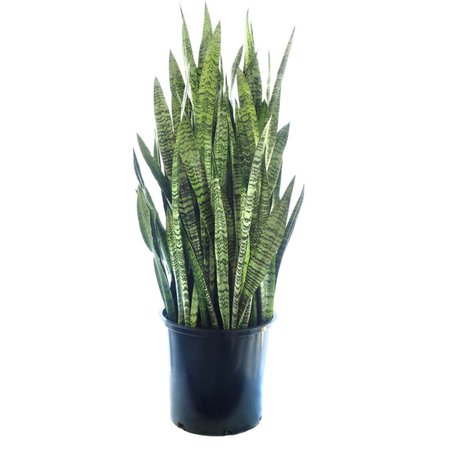 Plants for the Home | Sansevieria Cylindrica Plant - New Jersey Blooms