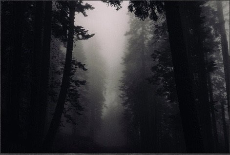 dark forest