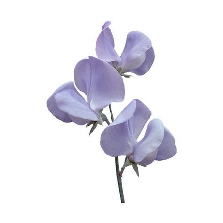 pale purple flowers pastel plant png filler