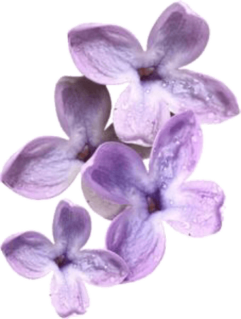 purple flowers png filler