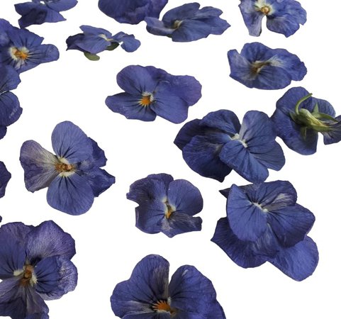 Pressed Pansies. 20 Dried pressed flowers. lovely for craft supplies.