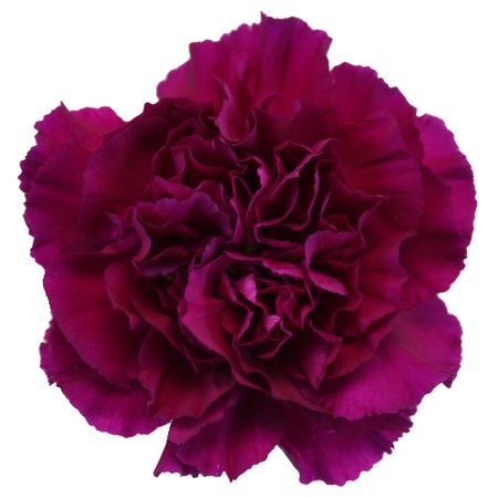 Fuchsia Purple Wholesale Carnation Flower | FiftyFlowers.com