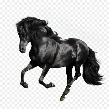 Horse Cartoon png download - 1000*1000 - Free Transparent Andalusian Horse png Download.