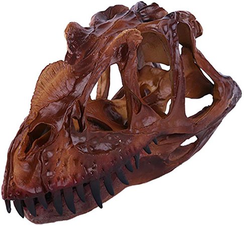 20cm Dinosaur Ceratosaurus Skull Fossil Figurine Aquarium Home Resin Decor: Amazon.ca: Home & Kitchen