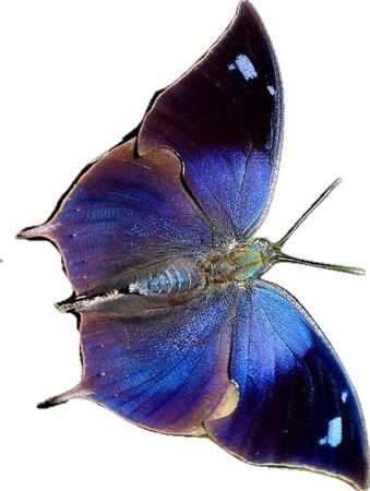sadcherrysoda blue png