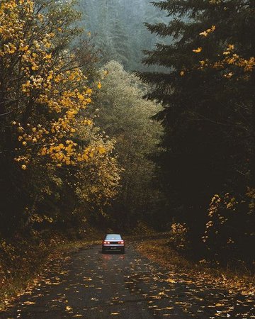 road car forest
