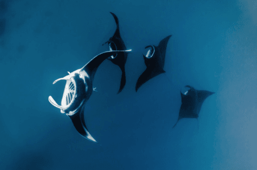 rays/ocean | tumblr | (itsgettingtooemotional)