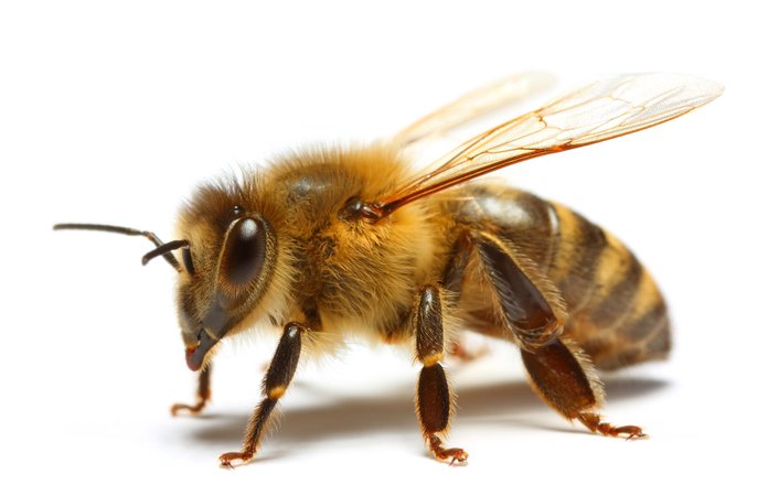 honey bee - Google Search
