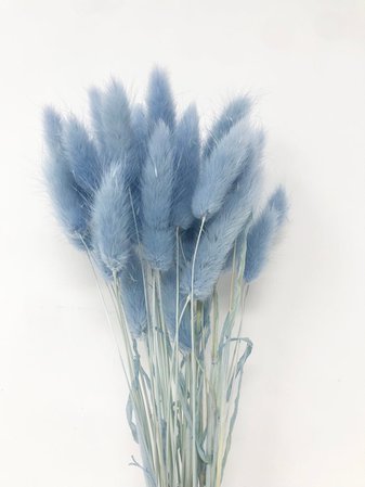 15g Light Blue Lagurus Dried flowers DIY Floral | Etsy