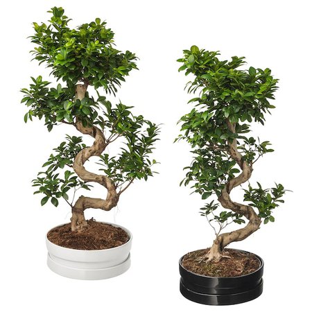 FICUS MICROCARPA GINSENG Krukväxt med kruka - bonsai, blandade färger - IKEA