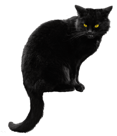 black cat png - Google Search