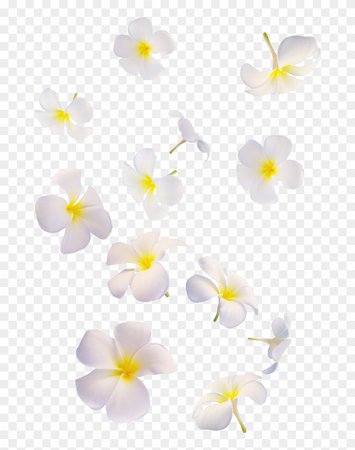 396-3960222_flowers-white-white-flolwers-falling-many-overlay-png.png (840×1065)