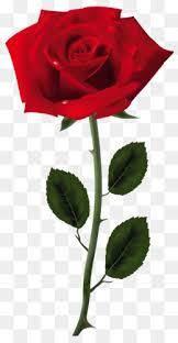 red rose png - Google Search