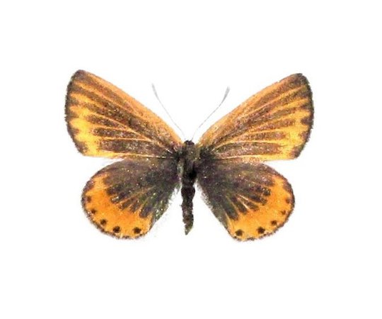 ONE Real Butterfly orange Plebejus neurona lycaenidae | Etsy