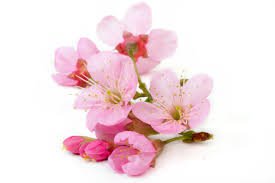 sakura flower - Google Search