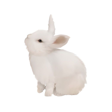 cute white bunny rabbit