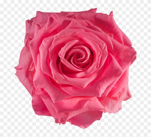 86-860967_preserved-rose-baby-pink-rose.png (840×762)