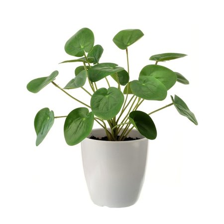 Shop Potted Coin Leaf Peperomia Plant 12" - Overstock - 30774187