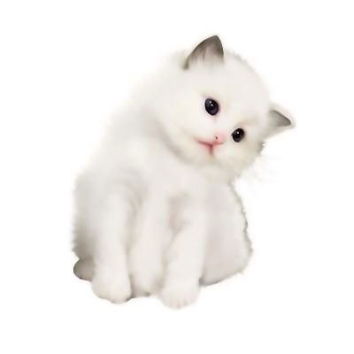 cat cute png white kitten