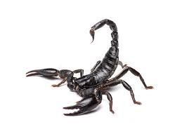 black scorpion - Google Search