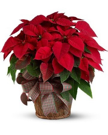 christmas flowers - Google Search