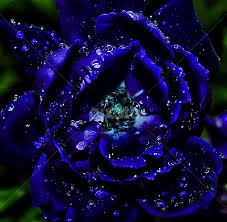 flower rain blue pictures - Google Search