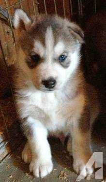 gray and white siberian husky puppy blue eyes - Google Search