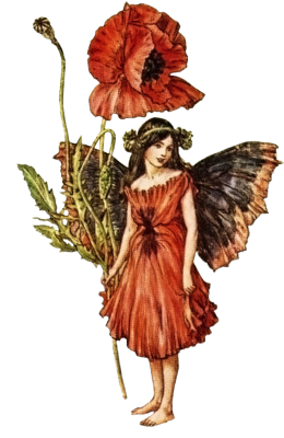 poppy flower fairy