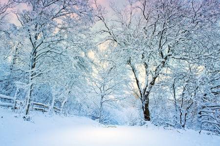 Beautiful Winter Landscape With Snow Covered Trees .Winter Background. Stock Photo, Picture And Royalty Free Image. Image 92223669.