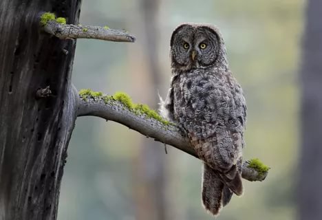 grey owl: 10 тыс изображений найдено в Яндекс.Картинках