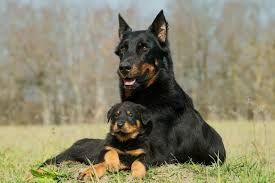 cute protective dogs - Google Search