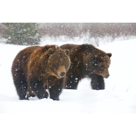 A Pair Of Adult Brown Bears Walk Through Falling Snow At The Alaska Wildlife Conservation Center Portage Southcentral Alaska Winter Captive Canvas Art - Doug Lindstrand Design Pics (36 x 24) - Walmart.com