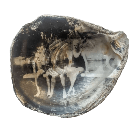 Oyster Shell Ghost