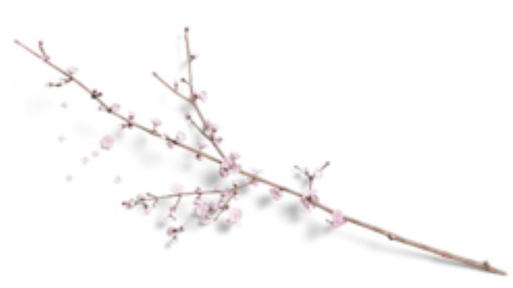 blossoming branch