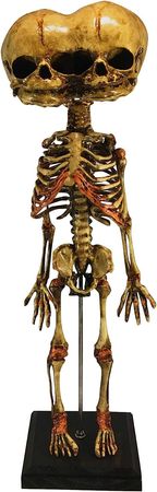 Amazon.com: Asylum Zone Vintage Triclops 3-Eyed Baby Fetus Skeleton Fetal Specimen Oddity : Industrial & Scientific
