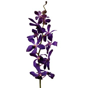 Dark Blue Purple Mokara Orchid | FiftyFlowers.com