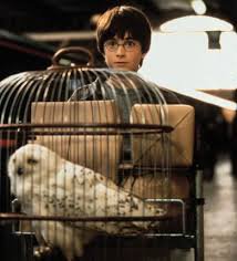 harry potter and hedwig - Google Search