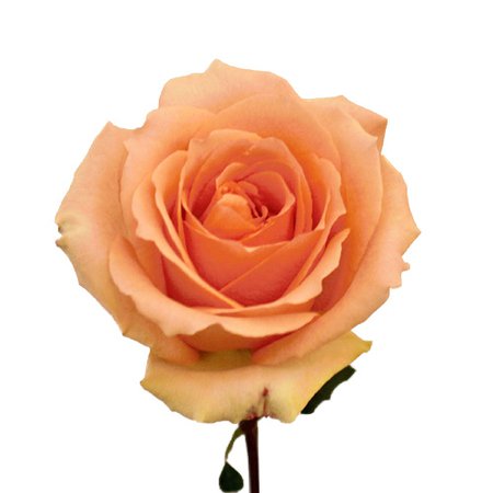 Versilia Peach Rose | FiftyFlowers.com