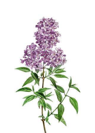 'Blooming Persian Lilac' Poster