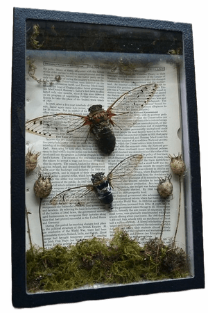 Insect taxidermy