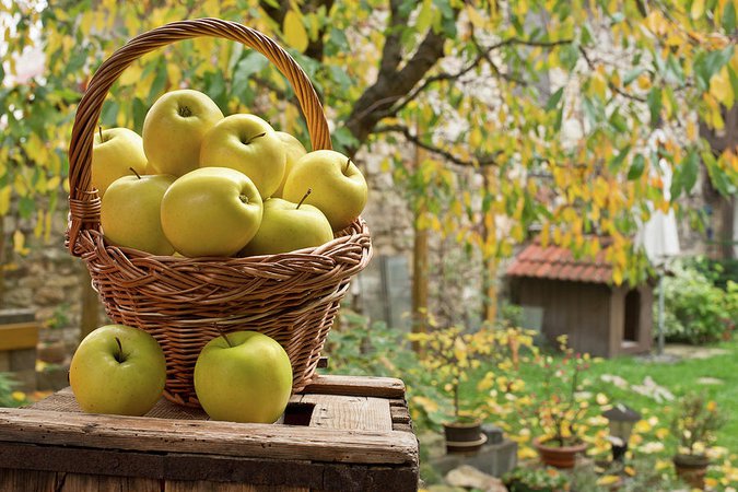 Yellow Apples Photograph by Vaclav Mach