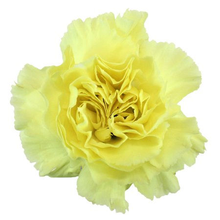 Butter Yellow Carnation Flower | FiftyFlowers.com