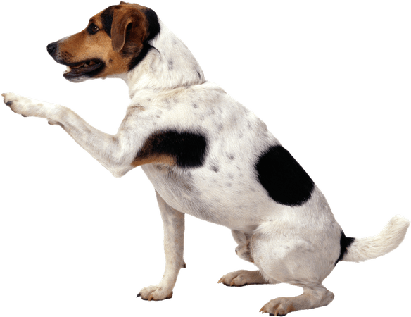 Danish–Swedish Farmdog dog puppy png