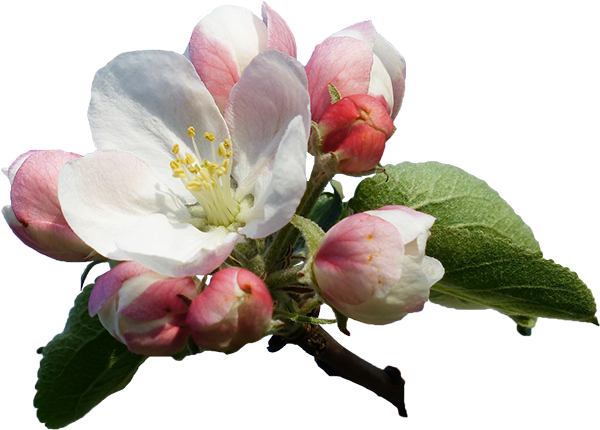 apple blossoms no background - Google Search