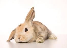 baby bunny - Google Search