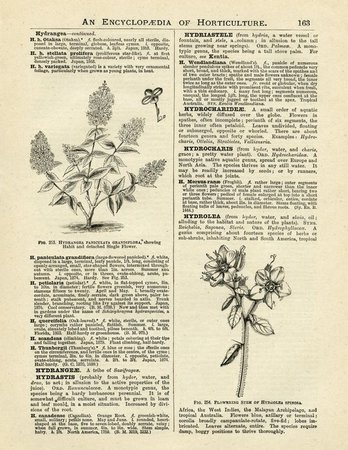 Hydrangea Hortensis, hydrangea flower, vintage book page graphics, vintage flower illustration, printable floral image, dictionary of gardening page