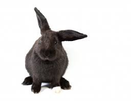 black bunny - Google Search