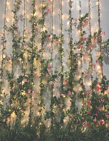fairy lights and roses