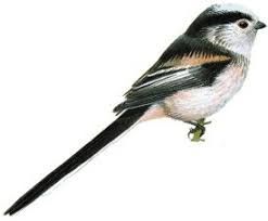 long tailed tit - Google Search