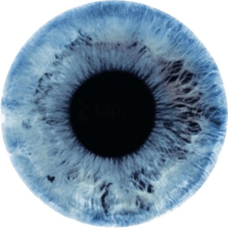 Blue Eye Iris 2